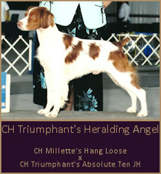CH Triumphant's Heralding Angel